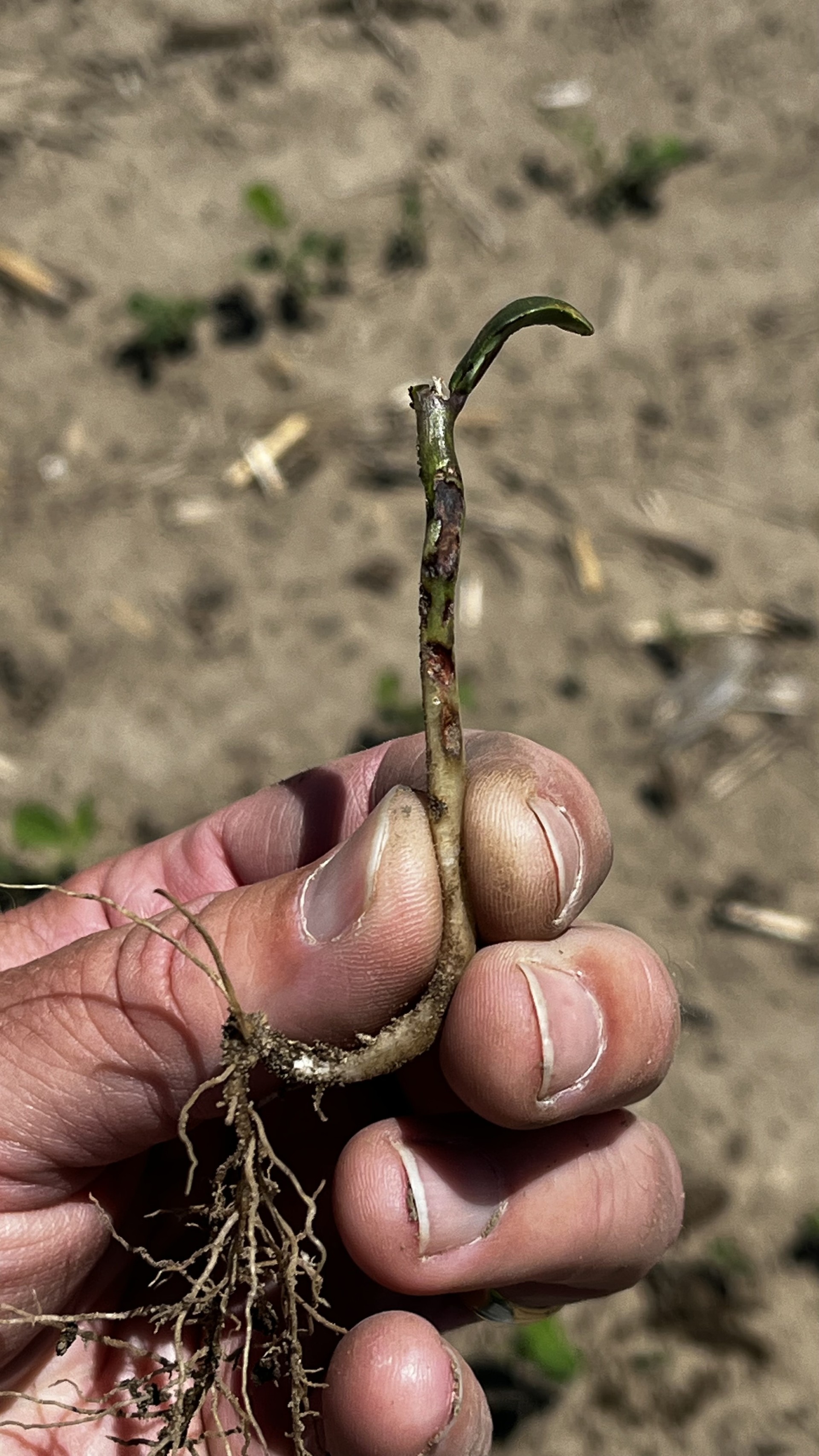 A hand holding a soybean plant.